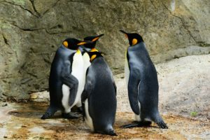 penguin-4-0-updates-for-smbs